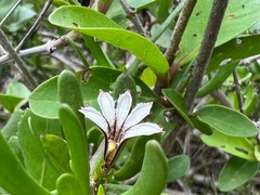 Scaevola hainanensis