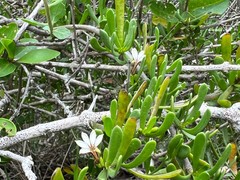Scaevola hainanensis