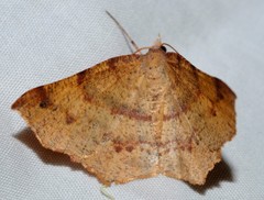 Rhinodia rostraria