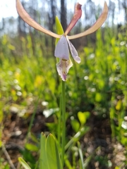Cleistesiopsis
