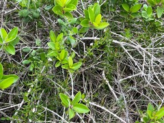 Scaevola hainanensis