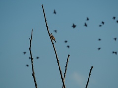 Acrocephalus arundinaceus