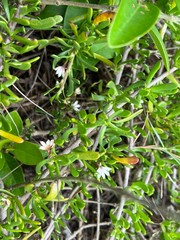 Scaevola hainanensis