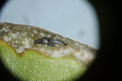 Thripoidea