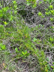 Scaevola hainanensis
