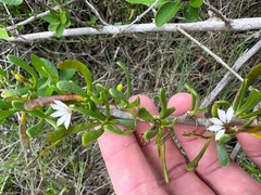Scaevola hainanensis