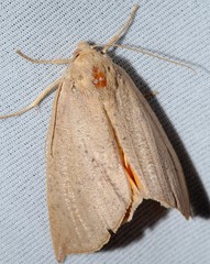 Mnesampela heliochrysa