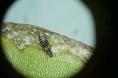 Thripoidea