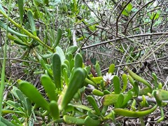 Scaevola hainanensis