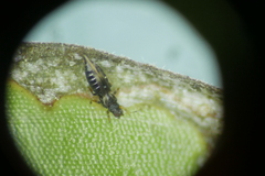 Thripoidea