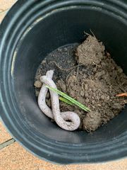 Leposternon microcephalum