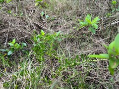 Scaevola hainanensis