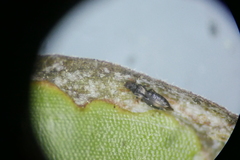 Thripoidea