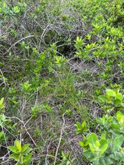 Scaevola hainanensis