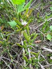 Scaevola hainanensis