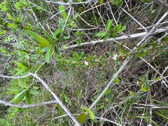 Scaevola hainanensis