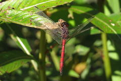 Orthemis ambinigra