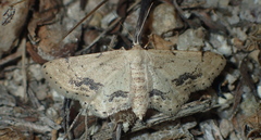 Idaea belemiata