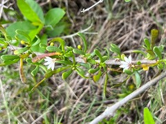 Scaevola hainanensis