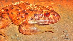 Leptodactylus labyrinthicus
