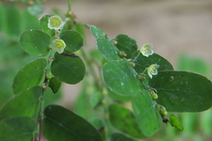 Phyllanthus niruri