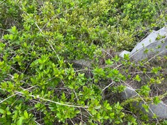Scaevola hainanensis