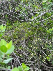 Scaevola hainanensis