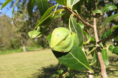 Terminalia australis