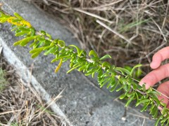 Scaevola hainanensis