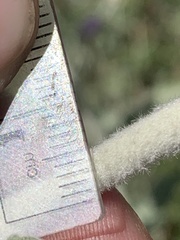 Malacothamnus hallii