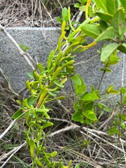 Scaevola hainanensis
