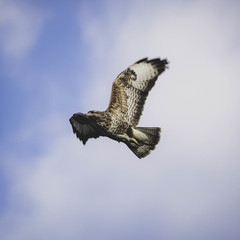 Buteo buteo