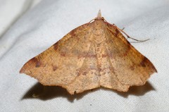 Rhinodia rostraria