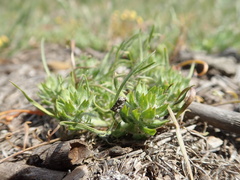 Lepidium latipes latipes