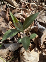 Triosteum angustifolium