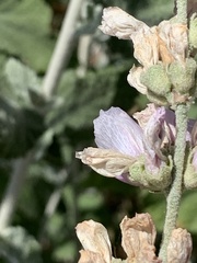 Malacothamnus hallii