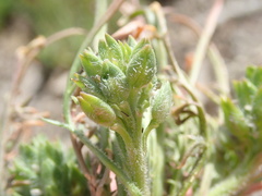 Lepidium latipes latipes