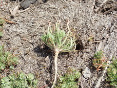 Lepidium latipes latipes