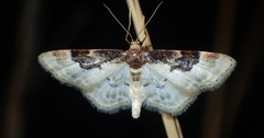 Idaea mustelata