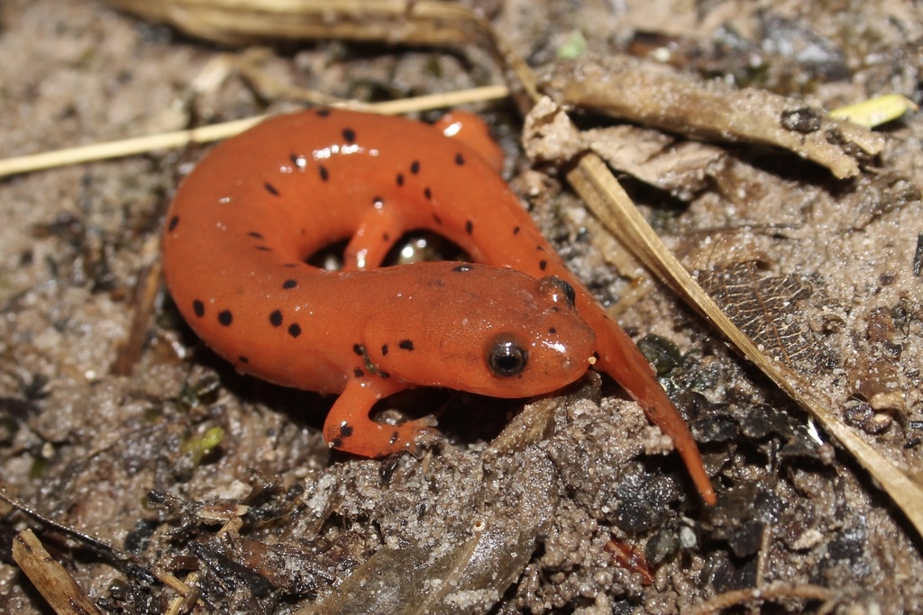 Mud Salamander iNaturalist Maryland @aidanrf) · by (Amphibians of