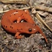 Mud Salamander - Photo (c) Ty Smith, some rights reserved (CC BY-NC), uploaded by Ty Smith