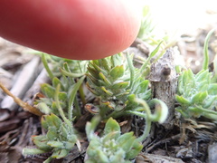 Lepidium latipes latipes