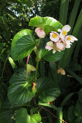Begonia cucullata
