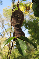 Canavalia bonariensis