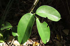 Canavalia bonariensis