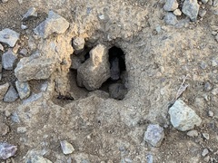 Camponotus dumetorum