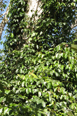 Canavalia bonariensis