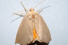 Mnesampela heliochrysa