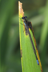 Cyanallagma bonariense