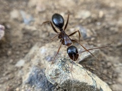 Camponotus dumetorum